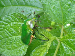 Trigonophorus rothschildi