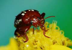 Calotheca