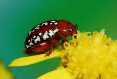 Calotheca