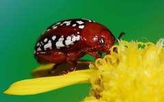 Calotheca