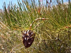 Protea pityphylla