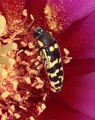 Acmaeodera alicia