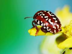 Calotheca