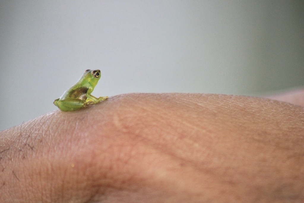 Hatchet-faced Tree Frogs from Puerto Narino, Puerto Nariño, Amazonas ...