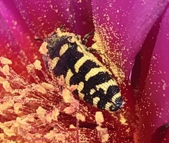 Acmaeodera alicia
