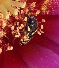 Acmaeodera alicia