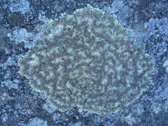 Arctoparmelia centrifuga