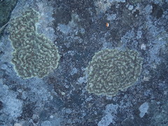 Arctoparmelia centrifuga