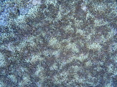 Arctoparmelia centrifuga