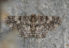 Ophthalmitis