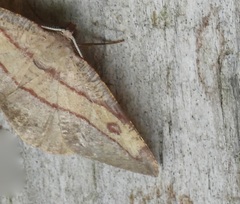 Hypochrosis hyadaria