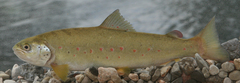 Softmouth Trout photo 1