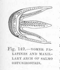 Softmouth Trout photo 5
