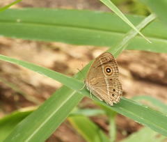 Brakefieldia perspicua perspicua