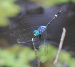 Micrathyria aequalis