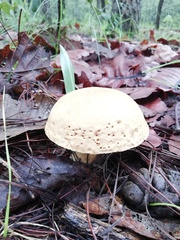 Aureoboletus russellii