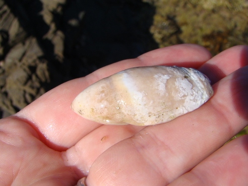 Amalda mucronata