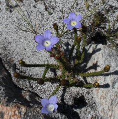 Roella prostrata