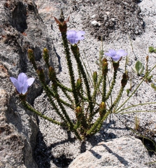 Roella prostrata