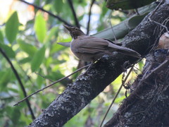 Turdus assimilis