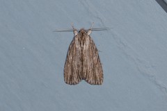 Acronicta lithospila