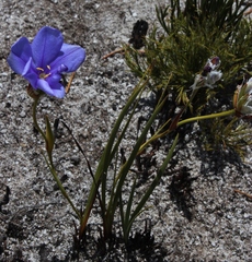 Aristea oligocephala