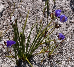 Aristea oligocephala
