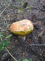 Boletus rubriceps