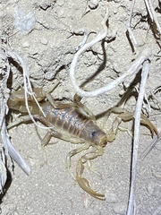 Paruroctonus variabilis