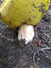 Boletus rubriceps