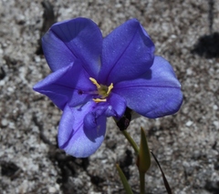 Aristea oligocephala