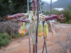 Cotyledon orbiculata spuria