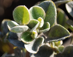 Podalyria hirsuta