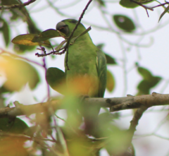 Graydidascalus brachyurus