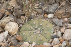 Astrophytum asterias