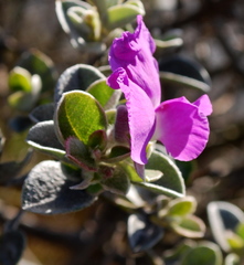 Podalyria hirsuta