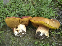 Boletus rubriceps