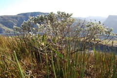 Podalyria hirsuta