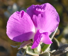 Podalyria hirsuta
