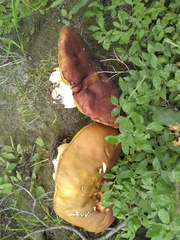 Boletus rubriceps