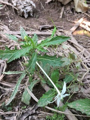Hippobroma longiflora