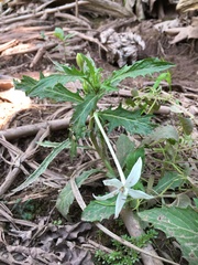 Hippobroma longiflora