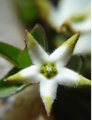 Brachystelma stellatum