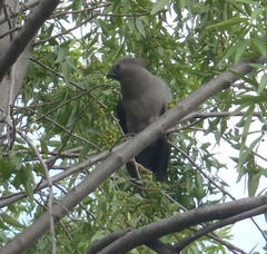Corythaixoides concolor bechuanae