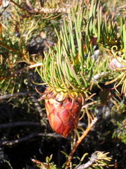 Protea witzenbergiana