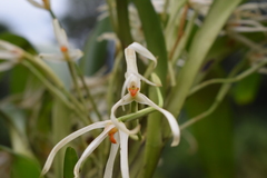 Maxillaria splendens