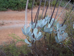 Cotyledon orbiculata spuria