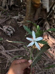 Hippobroma longiflora