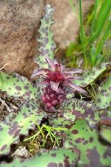 Eucomis vandermerwei