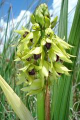 Orthochilus foliosus